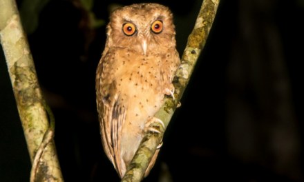 Serendib Scops Owl – Sri Lanka