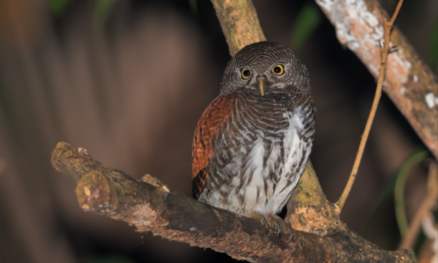 Chestnut-backed owlet – Sri Lanka