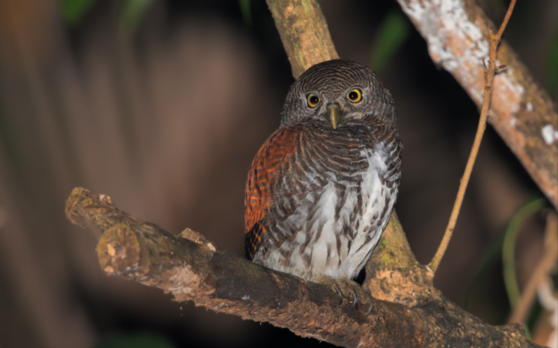 Sri Lanka Chestnut-Backed Owlet