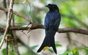 Sri Lanka Drongo