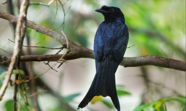 The Charismatic Sri Lanka Drongo: A Versatile Bird Species with an Impressive Range