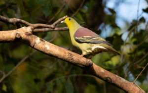 Sri Lanka Green Pigeon