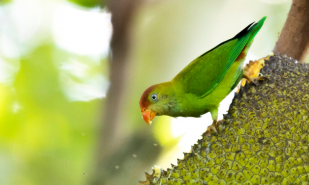 Sri Lanka Hanging Parrot: A Small but Mighty Jewel of Sri Lanka’s Avifauna