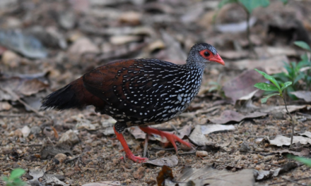 Sri Lanka Spurfowl: The Iconic Game Bird of Sri Lanka