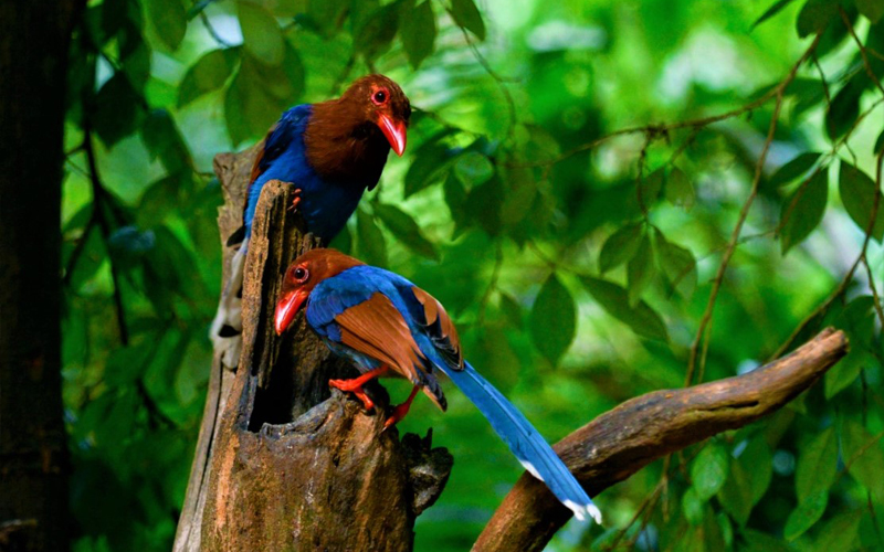 Sri Lanka's Blue Magpie Couple