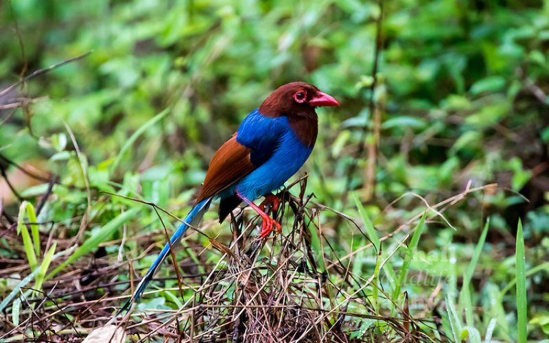 Sri Lanka's Blue Magpie is in Its Habitat
