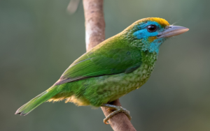 Yellow-Fronted Barbet