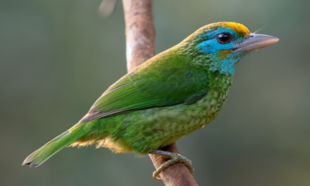 The Yellow-fronted Barbet: A Fascinating Bird of Sri Lanka