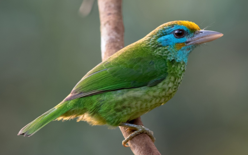Yellow-Fronted Barbet