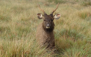 Horton Plains National Park Samba Deer