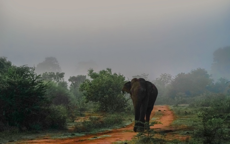 Faunal Diversity - Sri Lanka