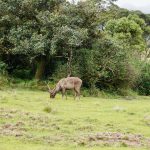 Horton Plains National Park Camping