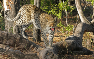 Wildlife Safari How to Plan the Perfect Adventure for Wildlife Enthusiasts