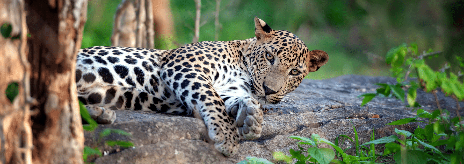 Yala National Park Safari Experience: Unveiling Sri Lanka’s Wild Heart