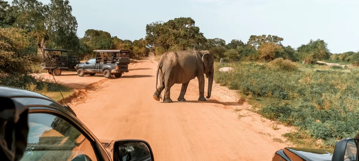 Safari