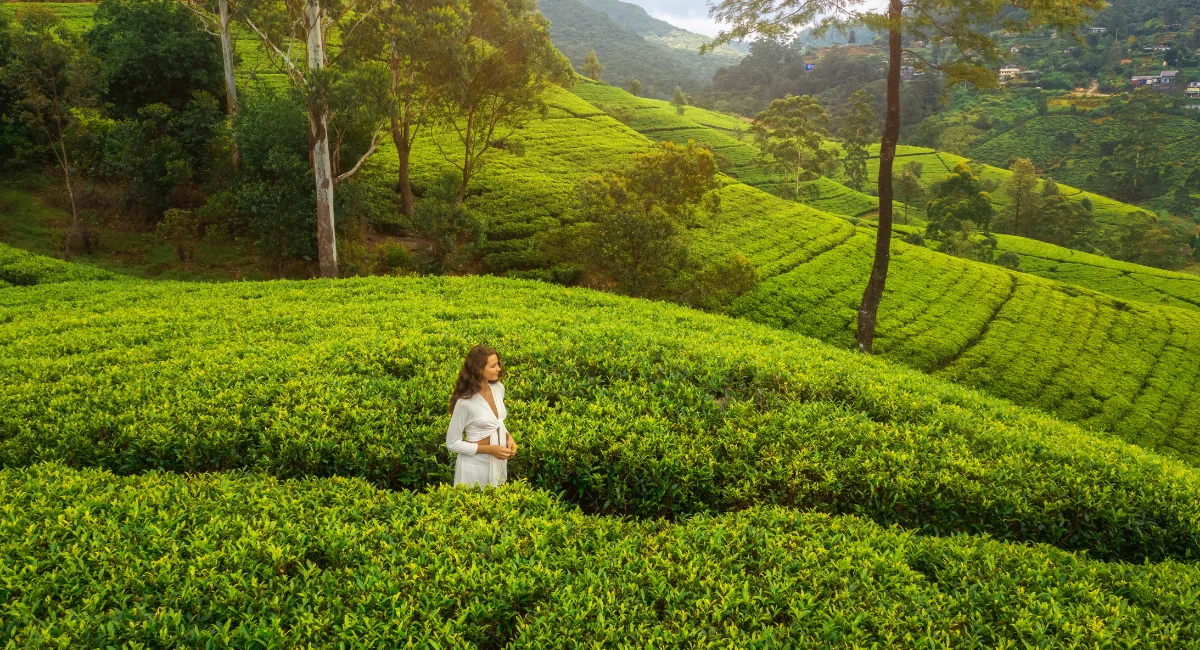 Nuwara Eliya – Tea & Relaxation