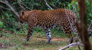 Yala National Park - Sri Lanka