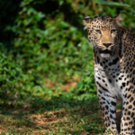 Ceylon Wild Tours Home