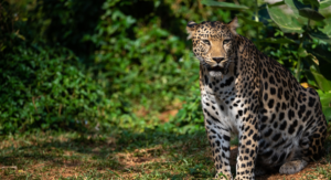Ceylon Wild Tours Home