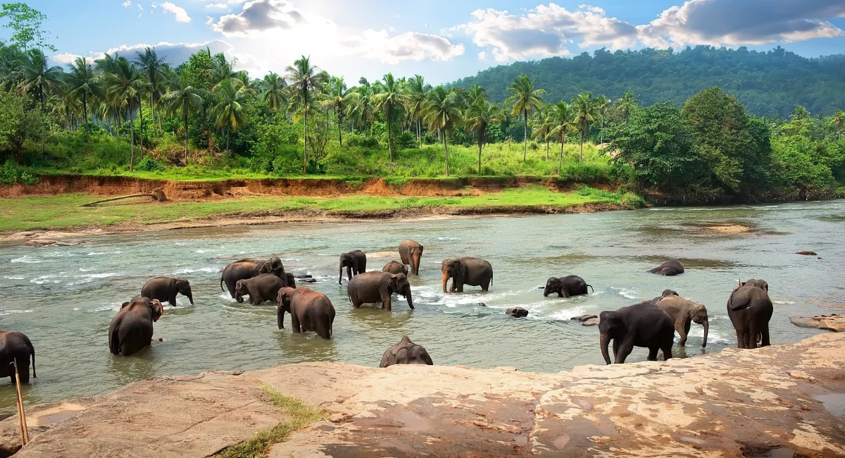 Pinnawala Elephant Orphanage