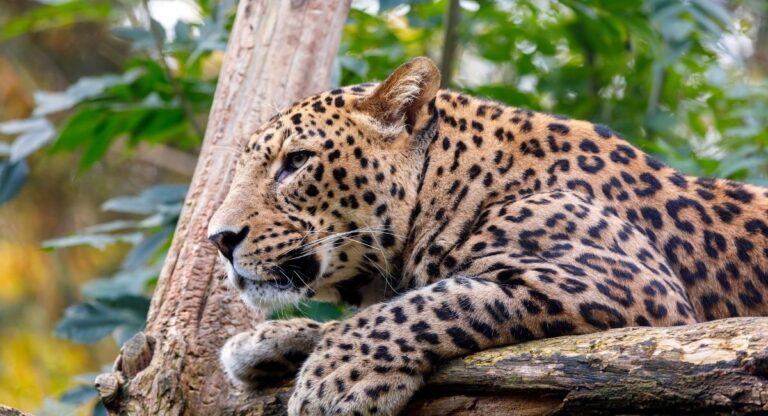 Yala National Park Safari