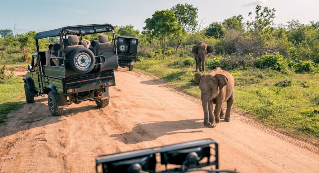 Safari