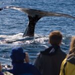 Whale Watching Mirissa