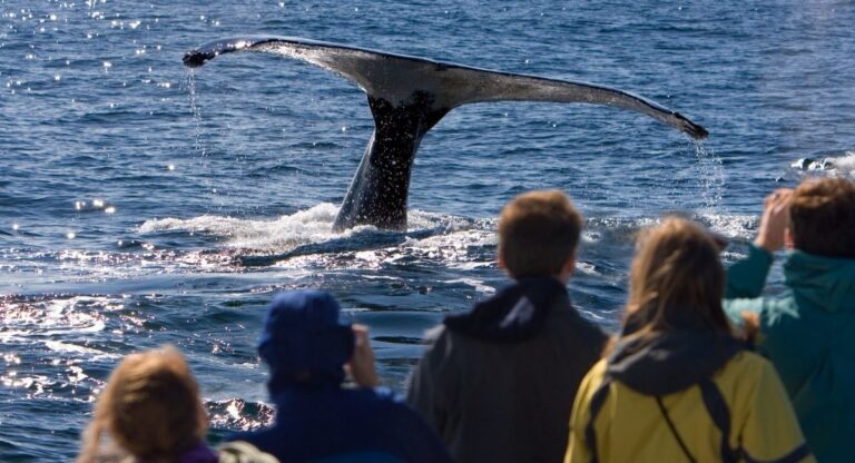 Whale Watching Mirissa