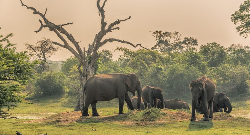 Elephants at Yala National Park