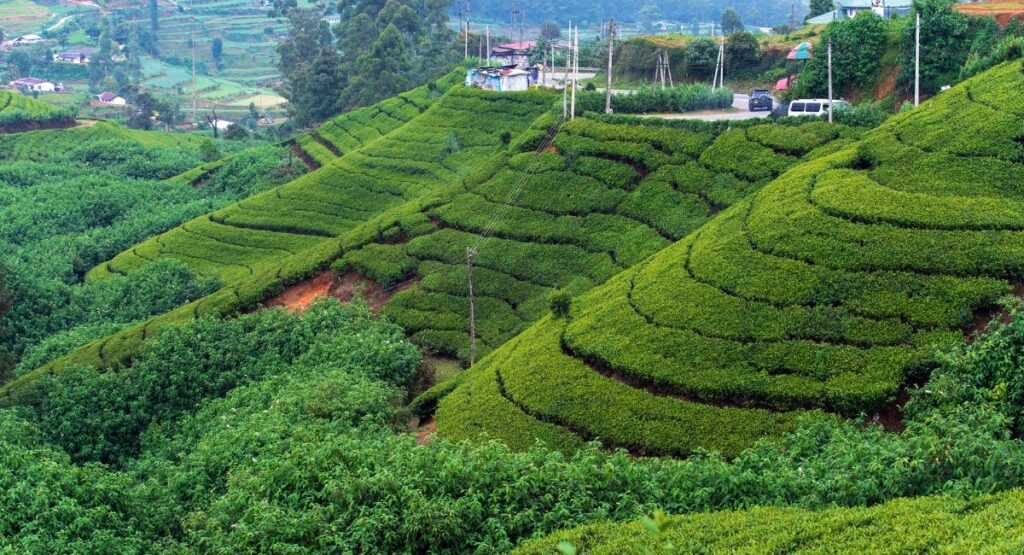 Nuwara Eliya - Tea Plantation