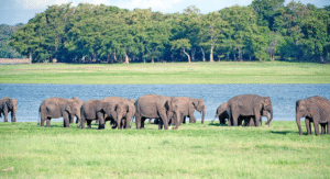 Minneriya National Park