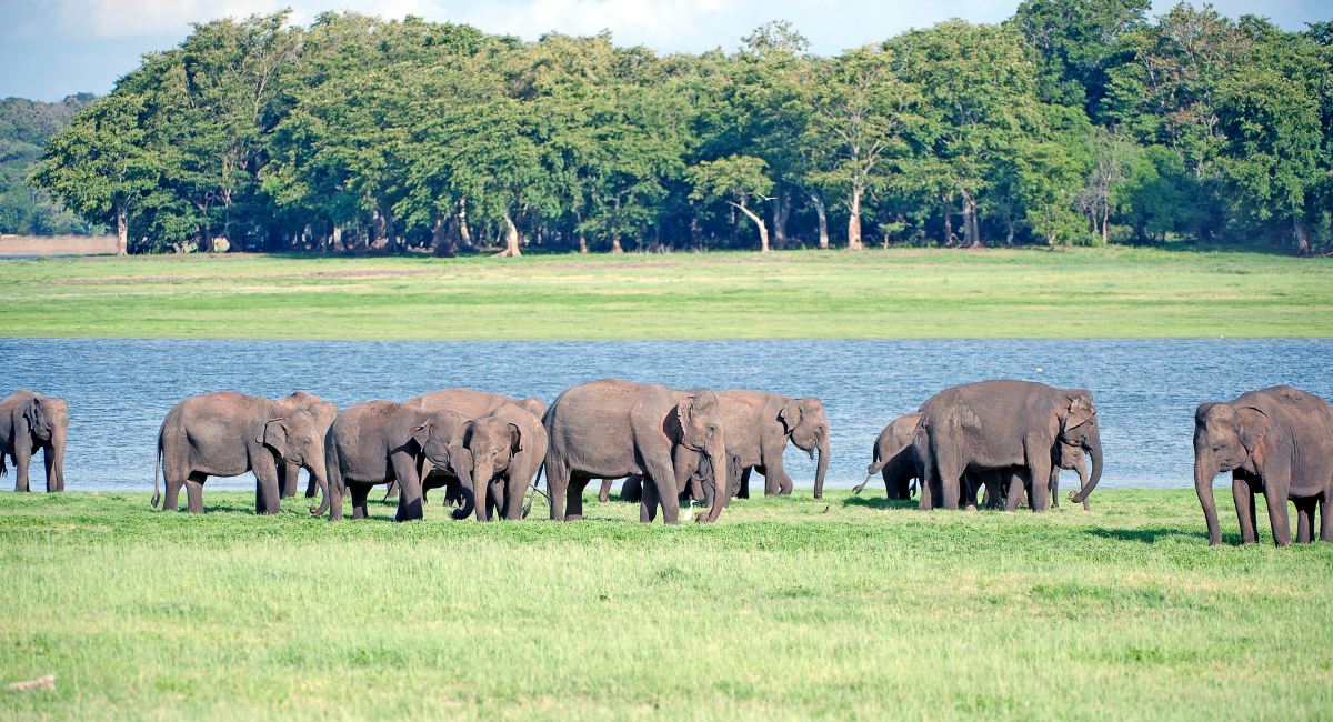 Minneriya National Park