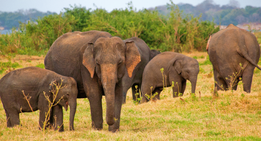 Minneriya National Park - Great Gathering