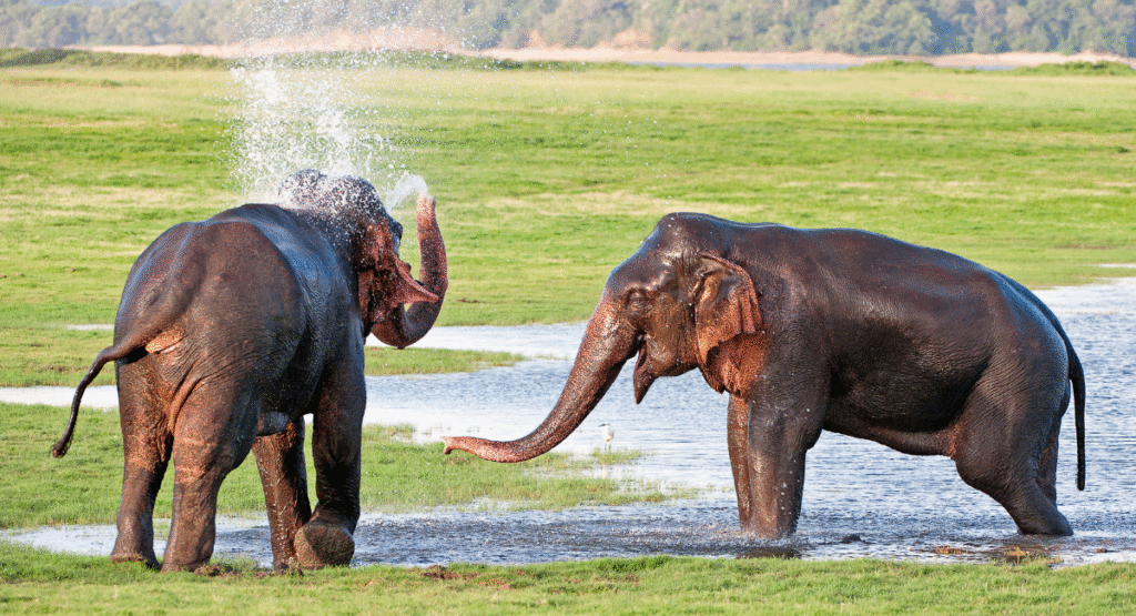 Minneriya National Park - Elephants Playing
