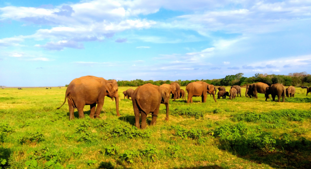 Minneriya National Park - Sri Lanka