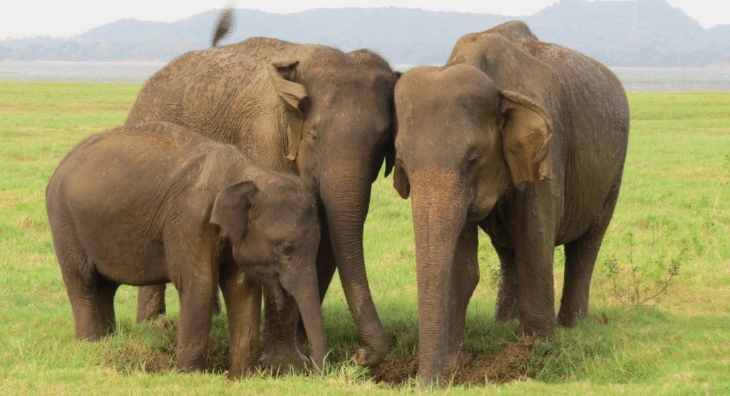 Minneriya National Park - Elephant Family