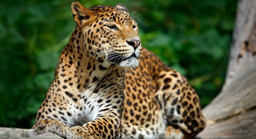 Yala Safari Tours