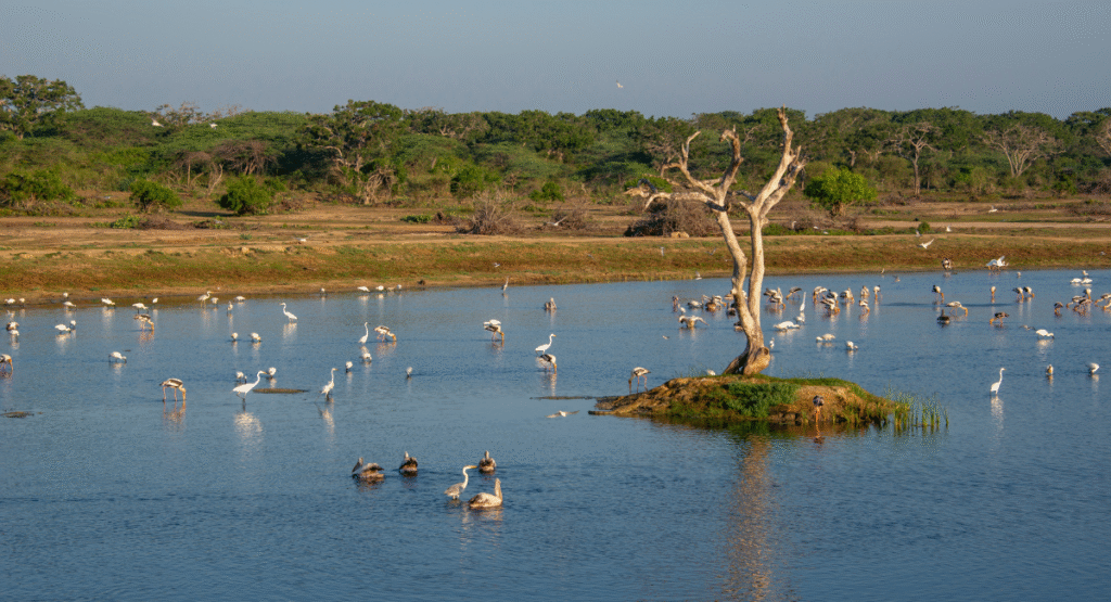 Bundala National Park - UNESCO Biosphere Reserve