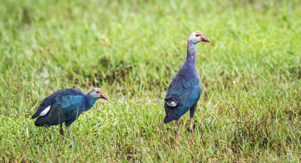 Bundala National Park - A Birds Paradise
