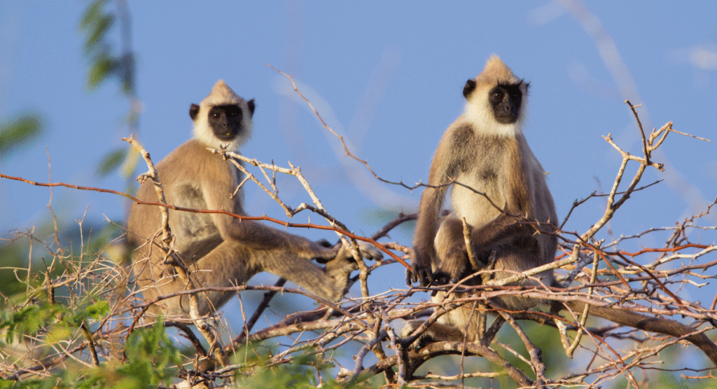 Bundala National Park