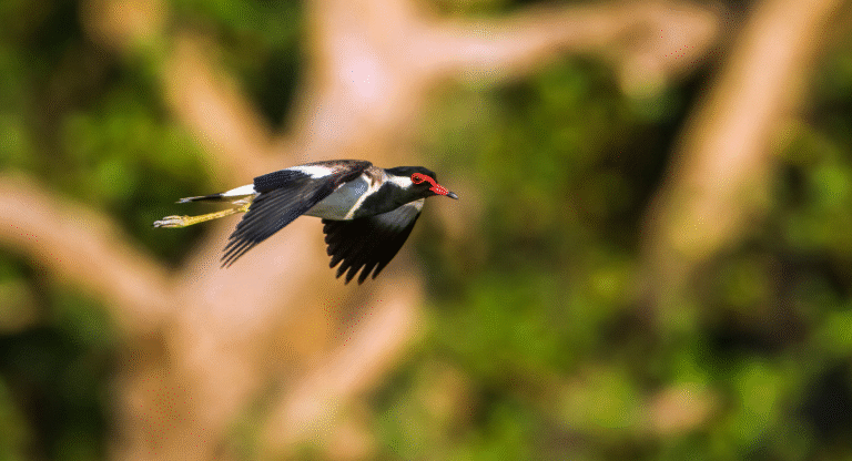Bundala National Park