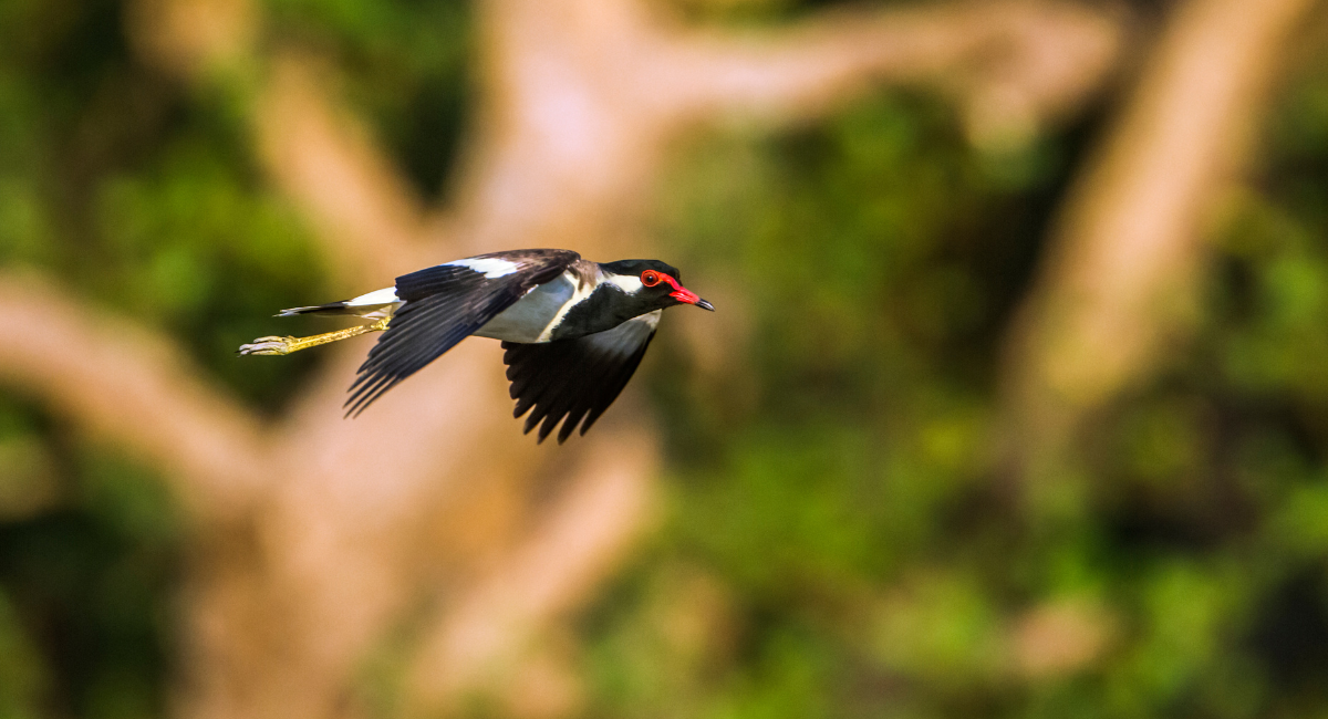 Bundala National Park
