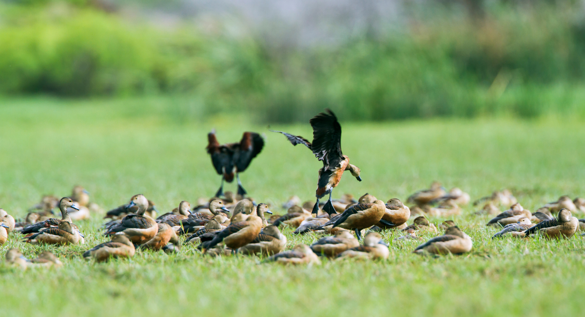 Bundala National Park - A Ramsar Wetland