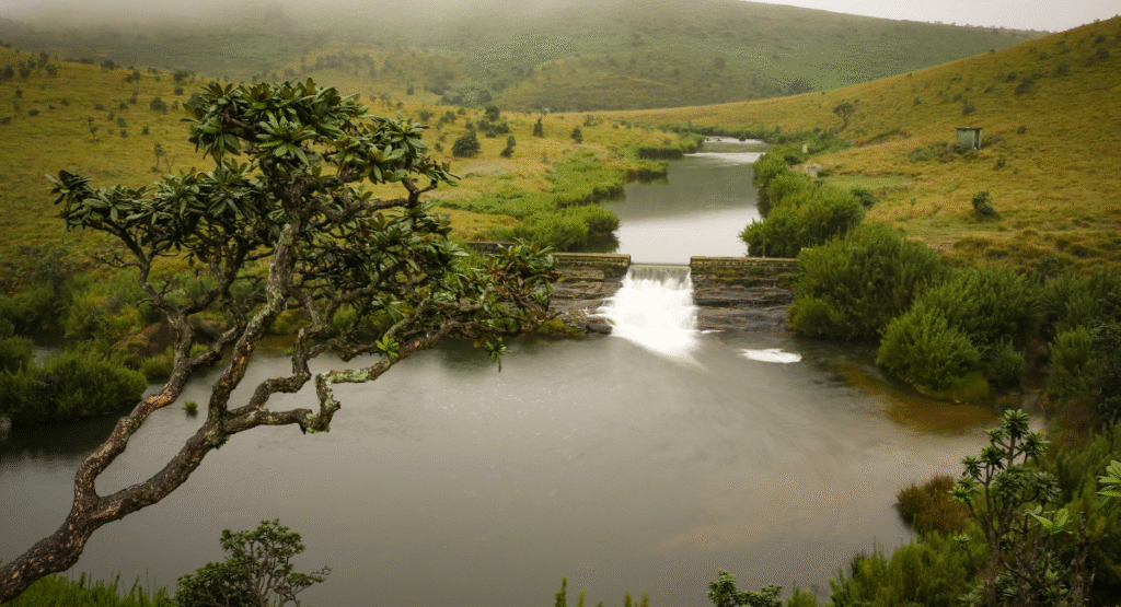 Horton Plains - Inside