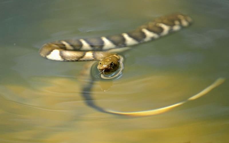 BOULENGER’S KEELBACK SRI LANKA