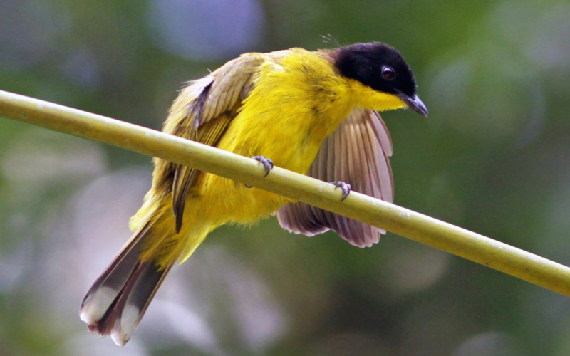 Black-Capped Bulbul