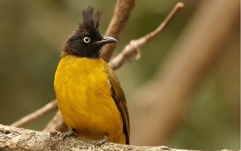 Black-crested bulbul Sri Lanka