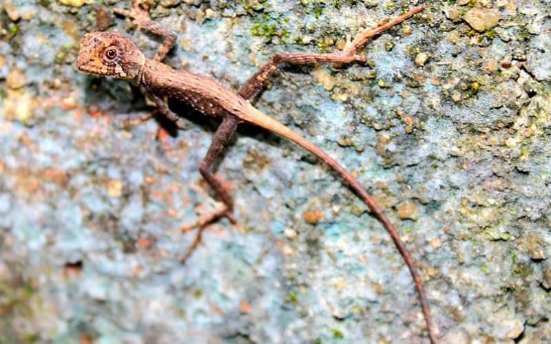 Brown-Patched Kangaroo Lizard Sri Lanka