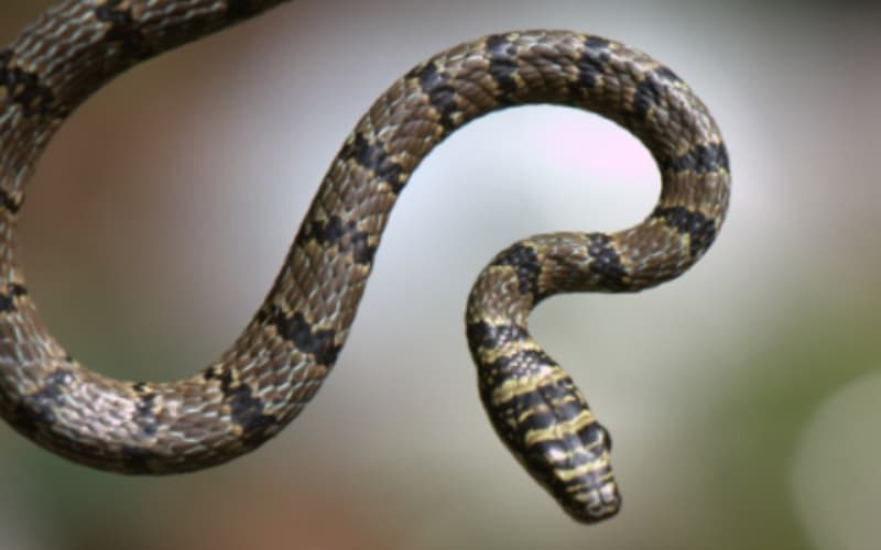 Flying Snake Chrysopelea Taprobanica Sri Lanka