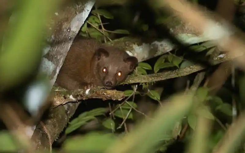 GOLDEN-PALM-CIVET-SRI-LANKA